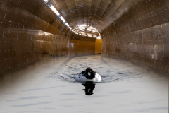 240101-Bildredigering-tunnel-fagel